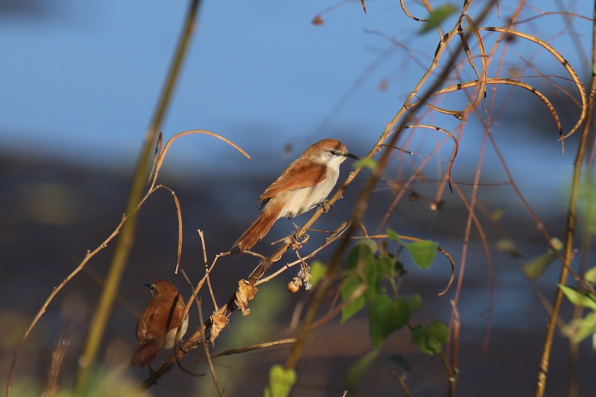 Yellow-chinned Spinetail - ML34083371