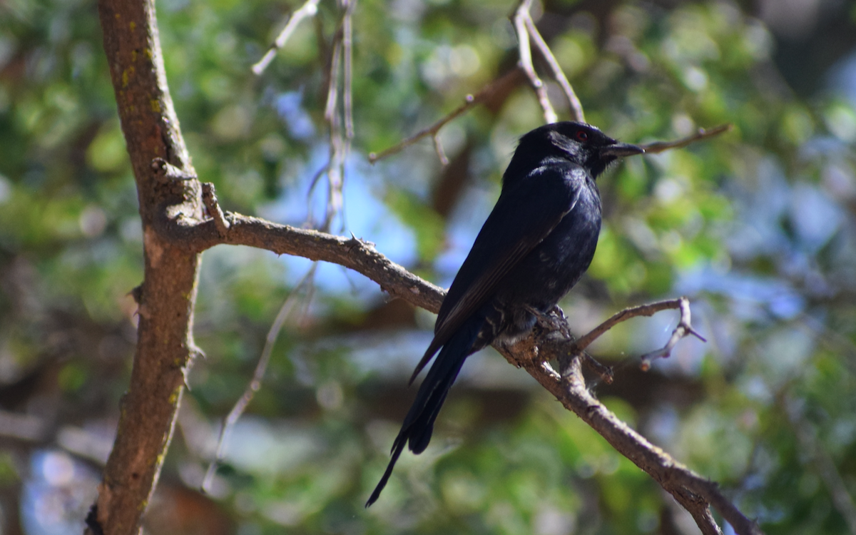 Fork-tailed Drongo (Clancey's) - ML340833821