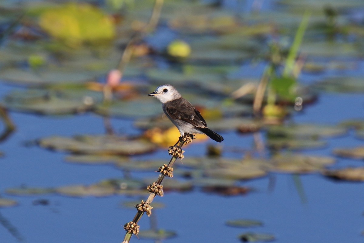 White-headed Marsh Tyrant - ML34083411