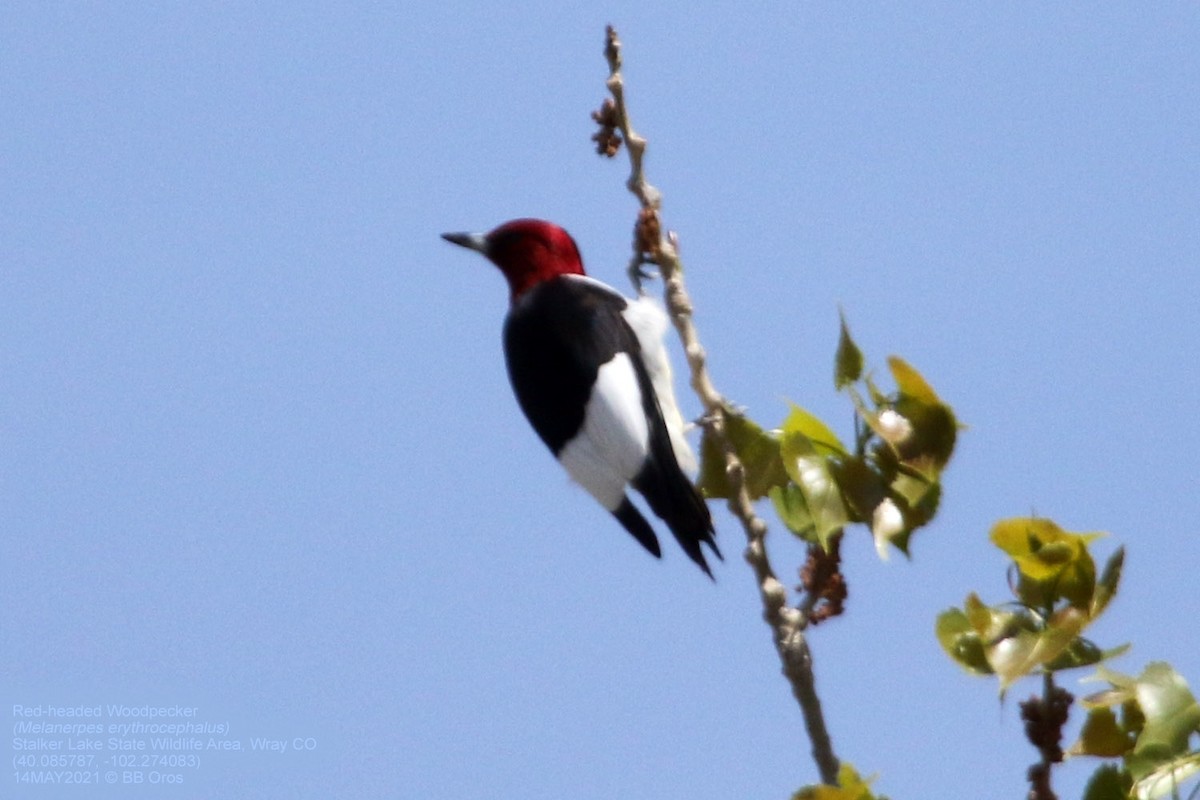 Red-headed Woodpecker - ML340834851