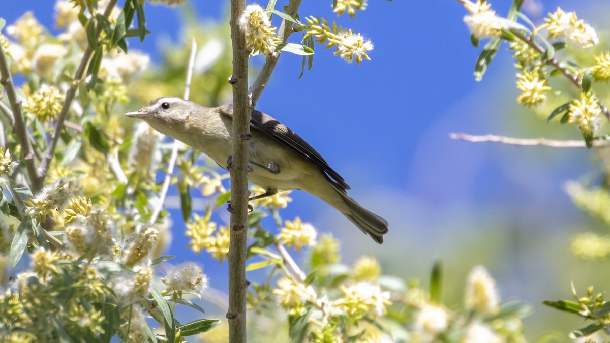 Ötücü Vireo - ML340835971