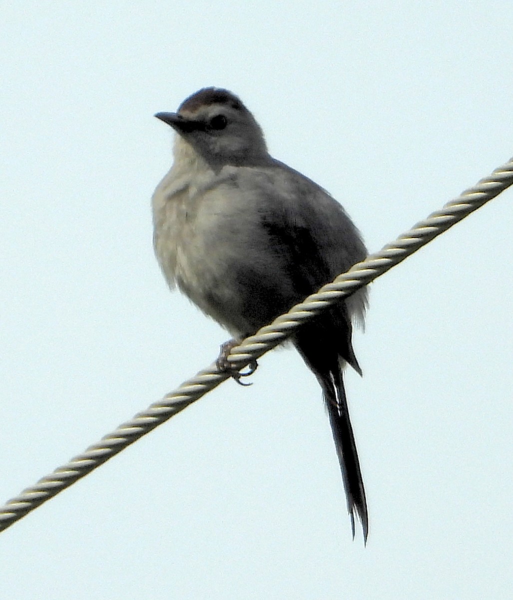 Gray Catbird - ML340836911