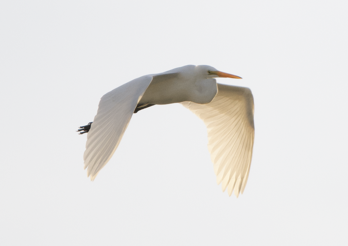 Great Egret - ML340836921