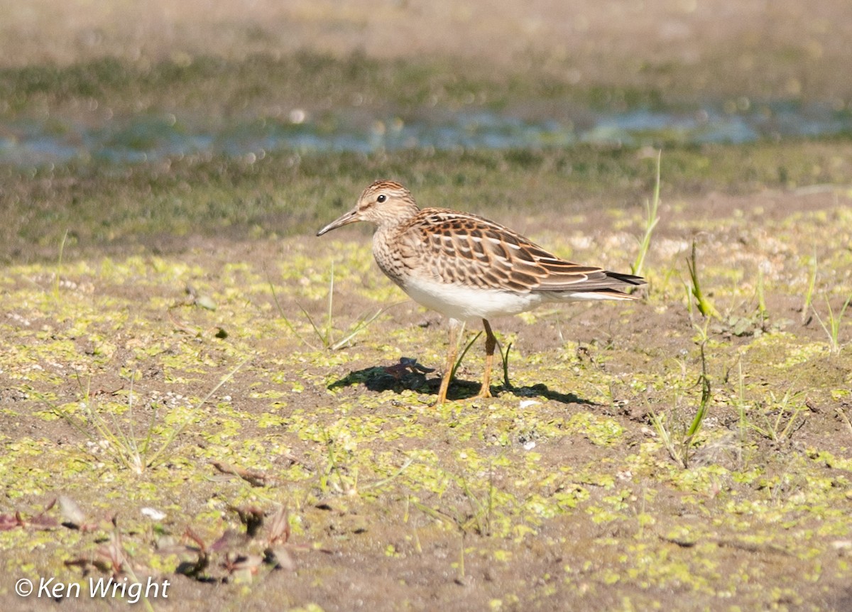 Pectoral Sandpiper - Ken Wright