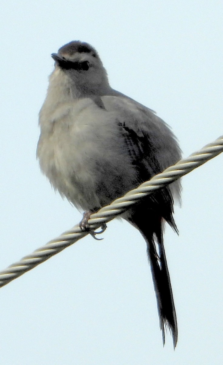 Gray Catbird - ML340837051