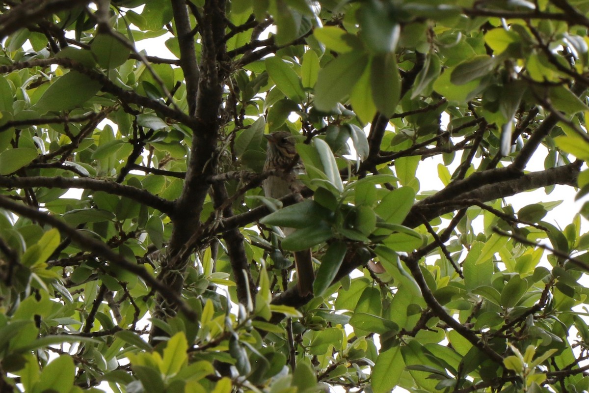 Lincoln's Sparrow - ML340837671