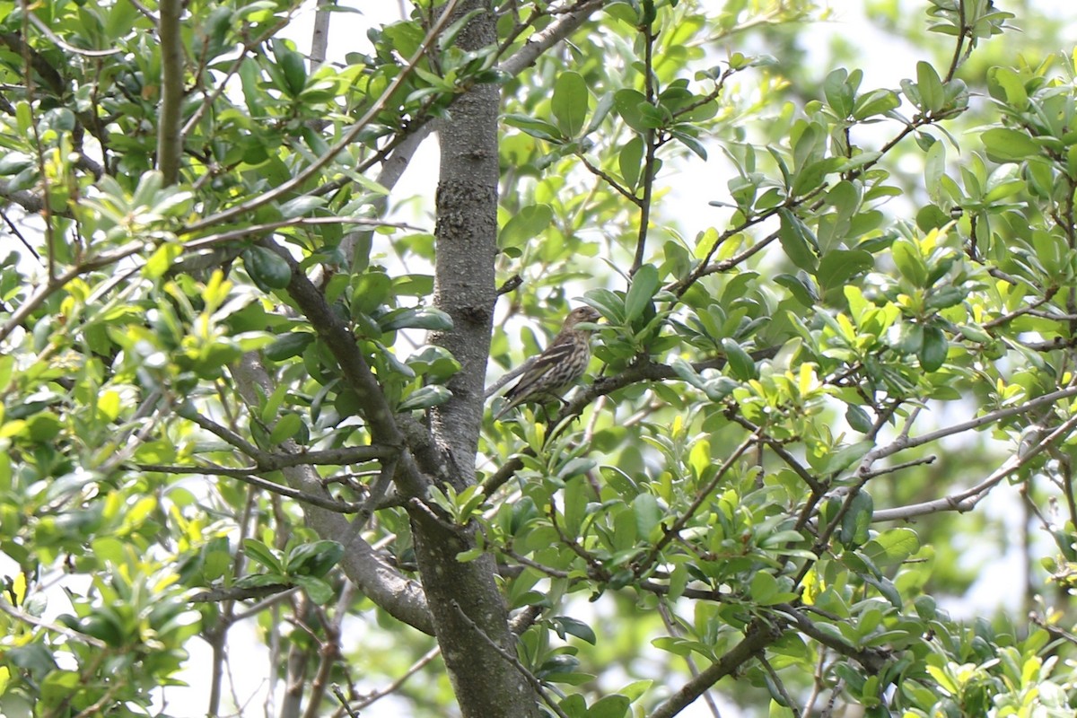 Pine Siskin - ML340837681