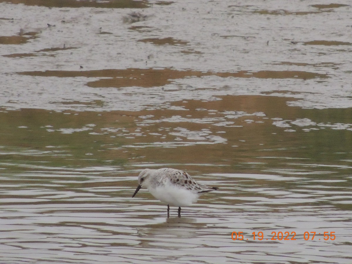 Bécasseau sanderling - ML340838101