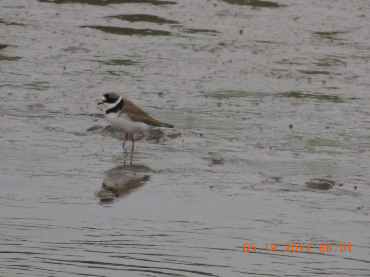 Semipalmated Plover - ML340838251