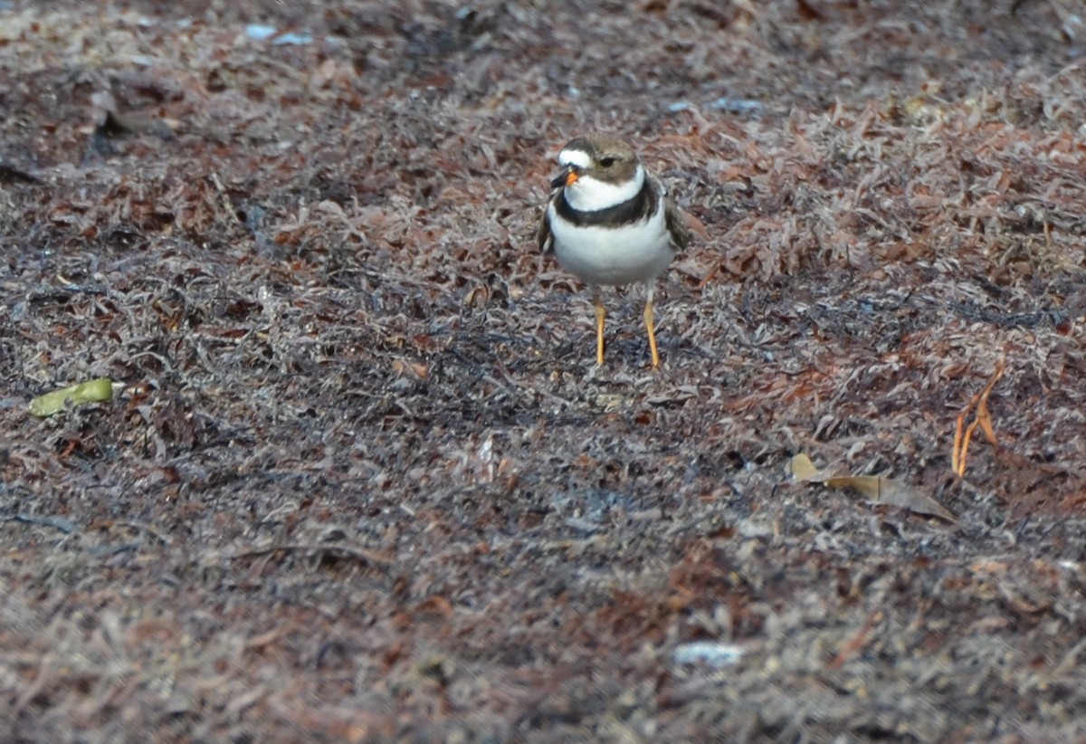 Semipalmated Plover - ML340838591