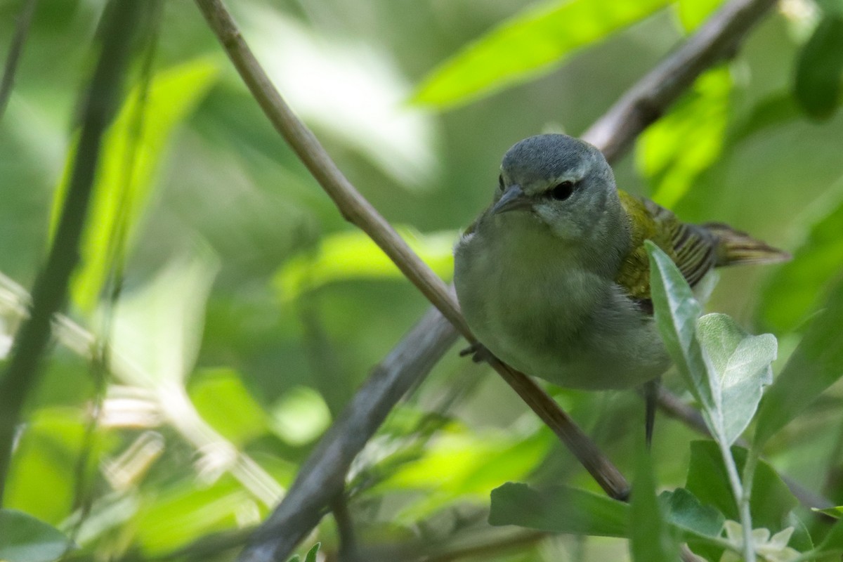 Tennessee Warbler - ML340840201