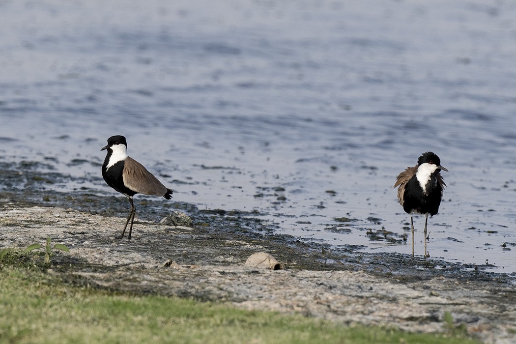 Spur-winged Lapwing - ML340840451