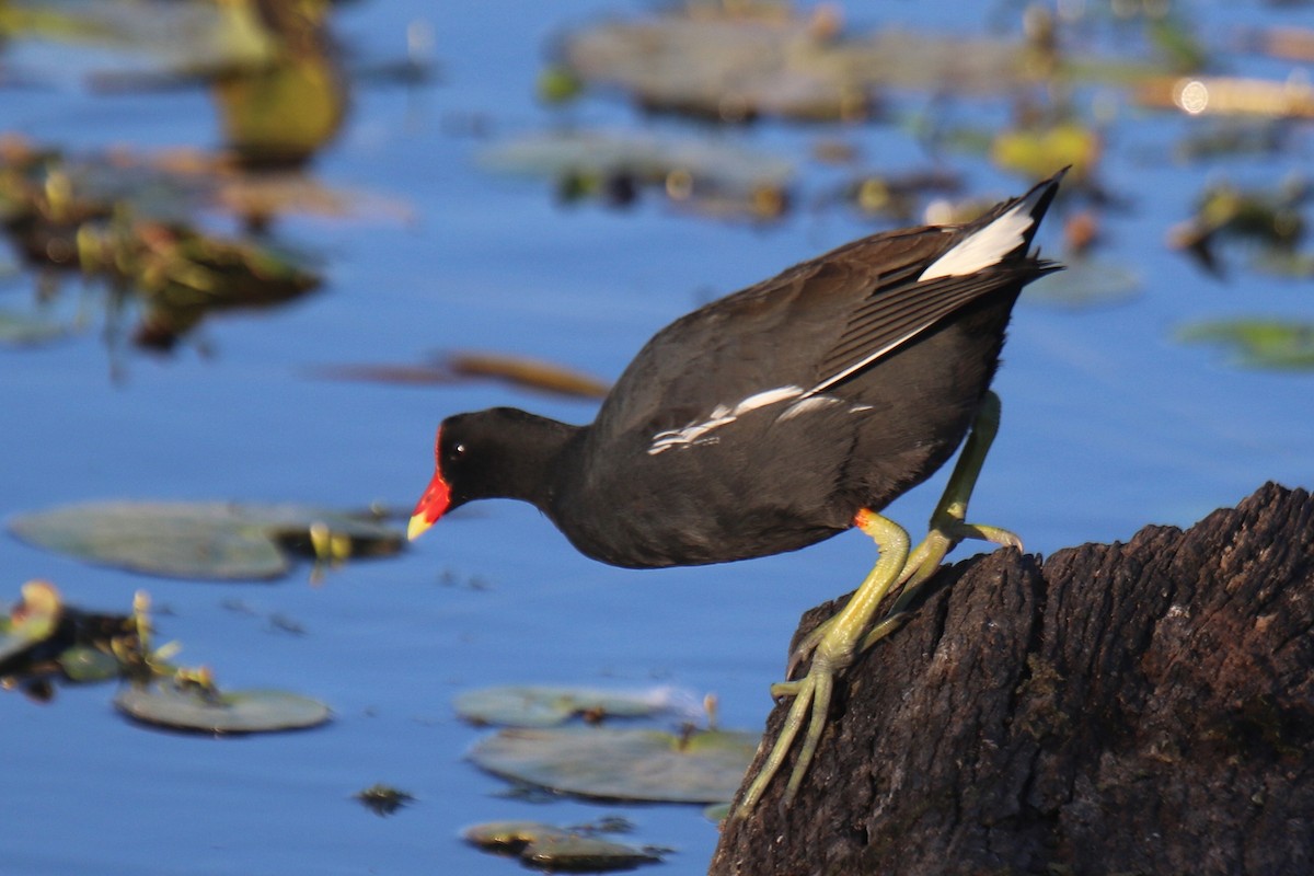 Gallinule d'Amérique - ML34084051