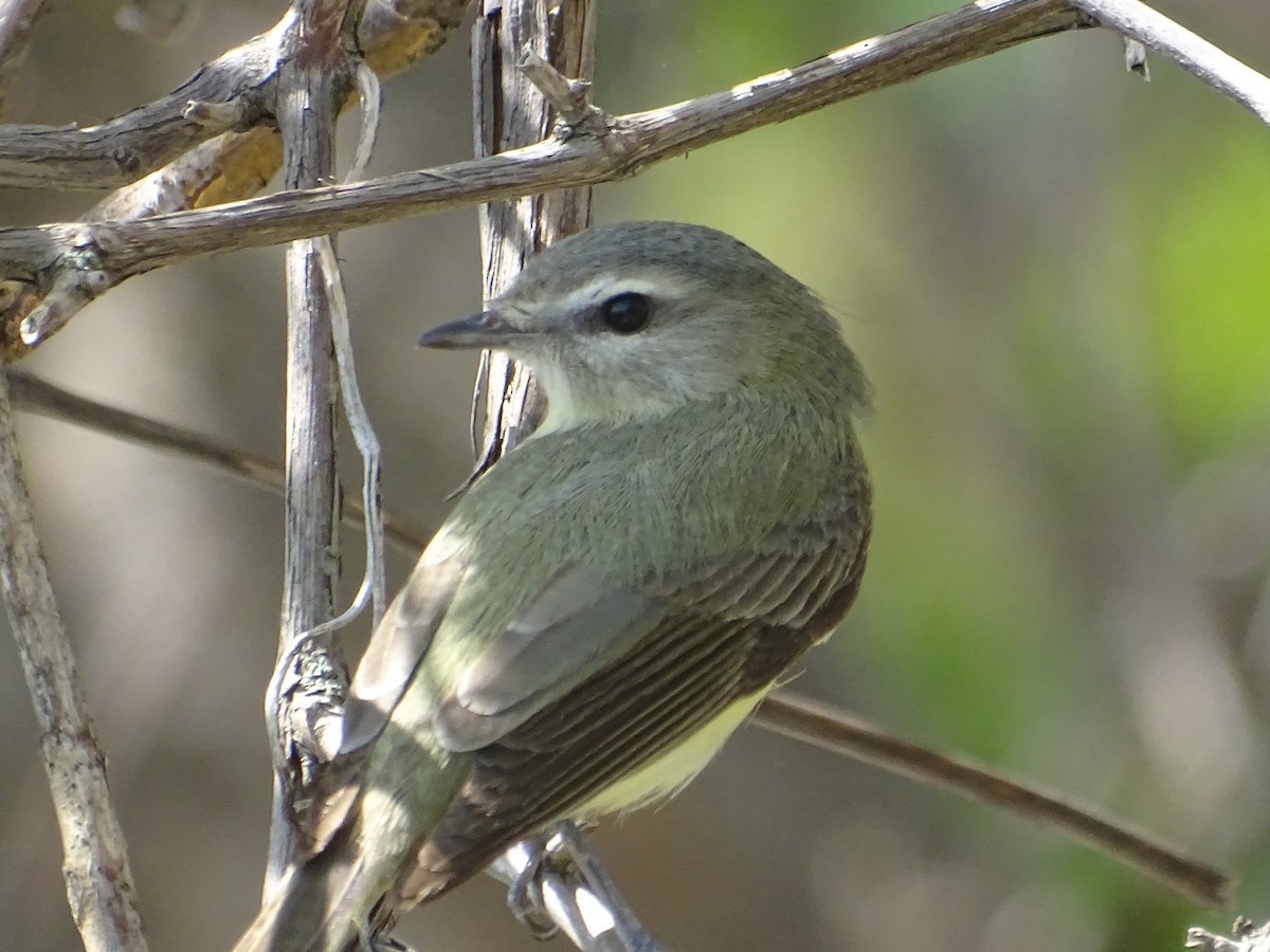 Warbling Vireo - Sally Isacco