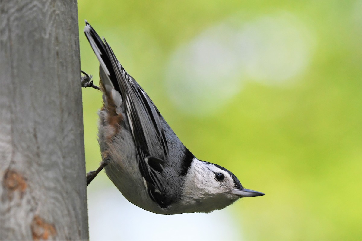 White-breasted Nuthatch - ML340842041