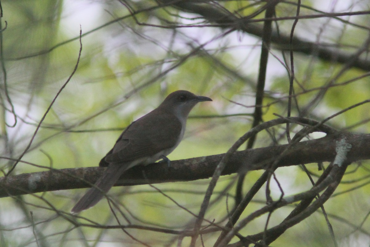 Schwarzschnabelkuckuck - ML340843501