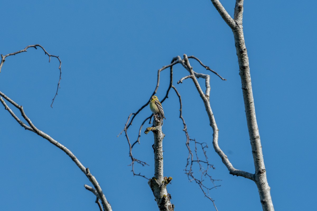 American Goldfinch - ML340844981