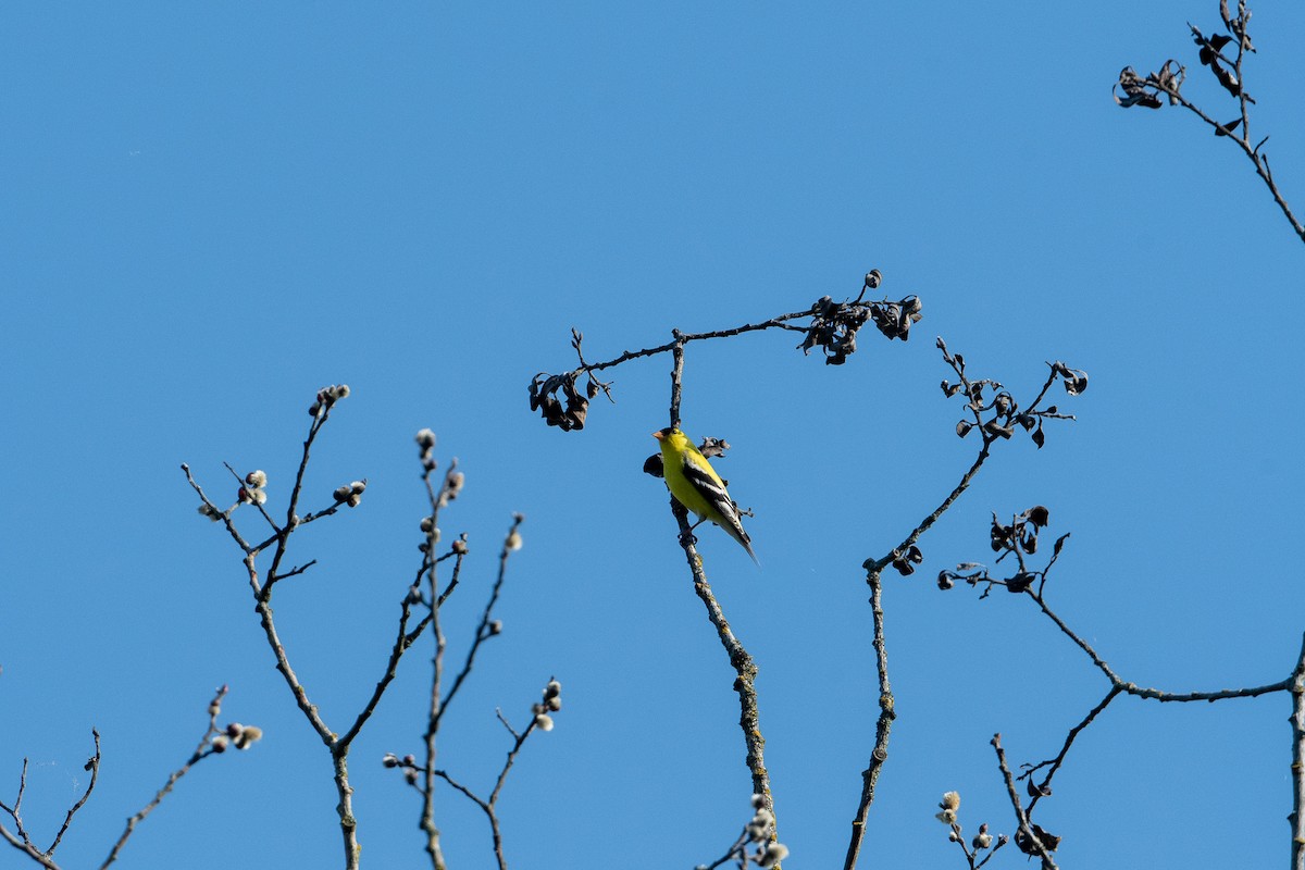 American Goldfinch - ML340844991