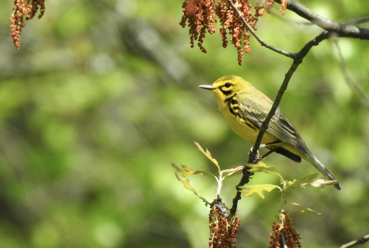 Prairie Warbler - ML340845071