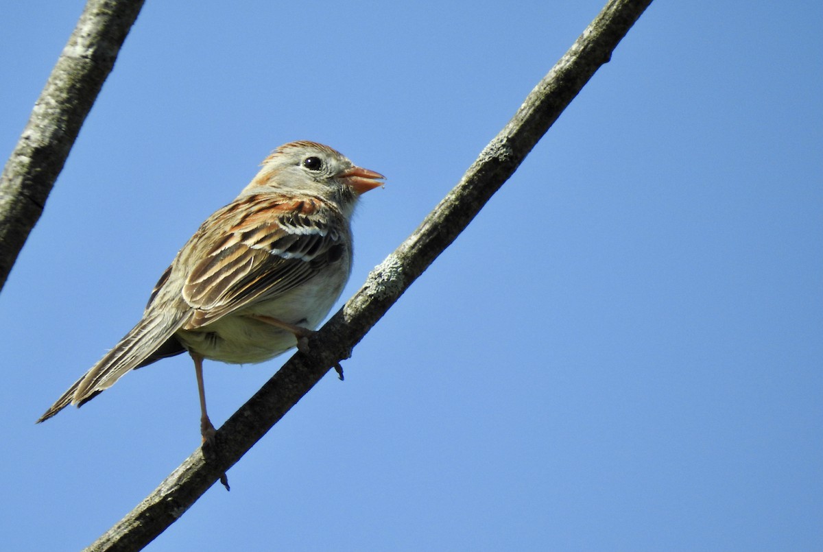 Field Sparrow - ML340845141