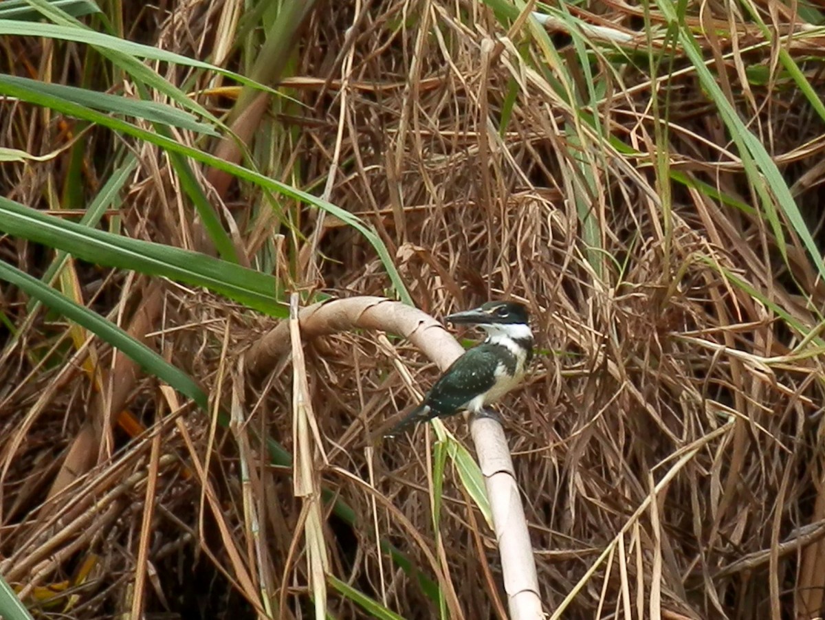 Amazon Kingfisher - ML340846341
