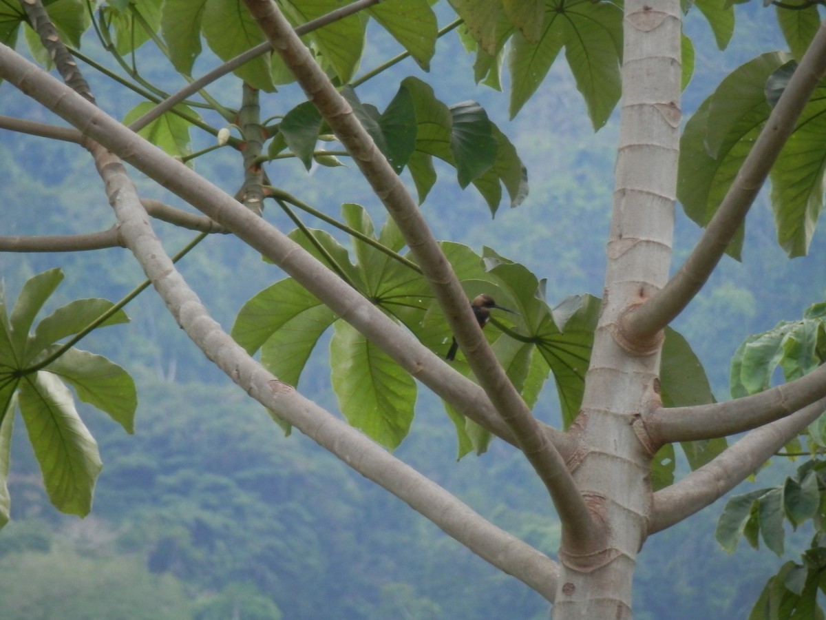 Pale-headed Jacamar - ML340847121
