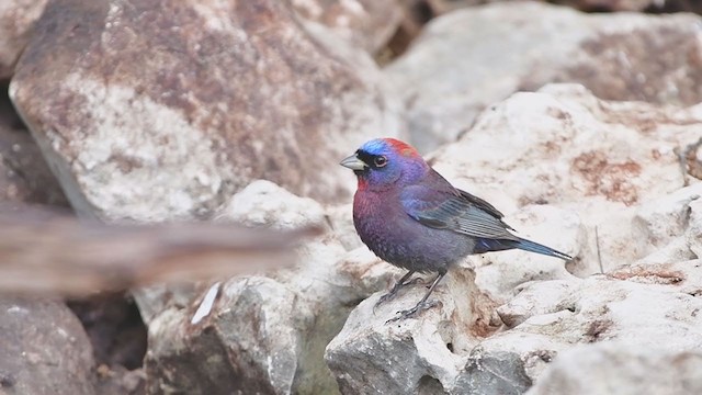 Varied Bunting - ML340847271