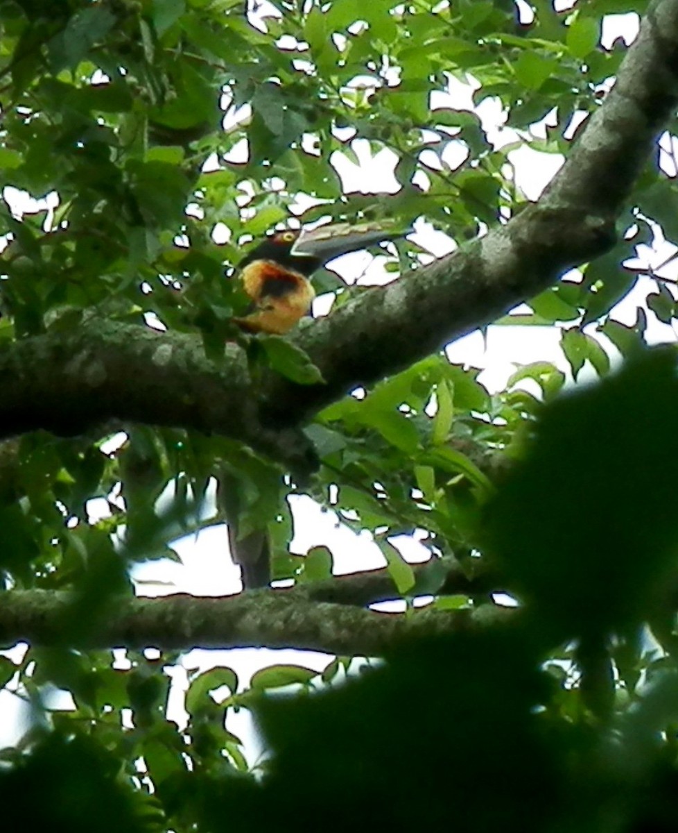 Collared Aracari - ML340847471
