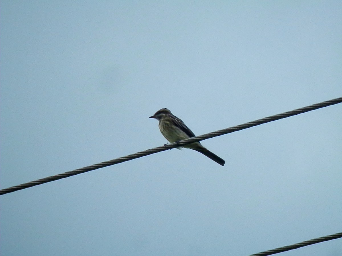 Variegated Flycatcher - ML340847901