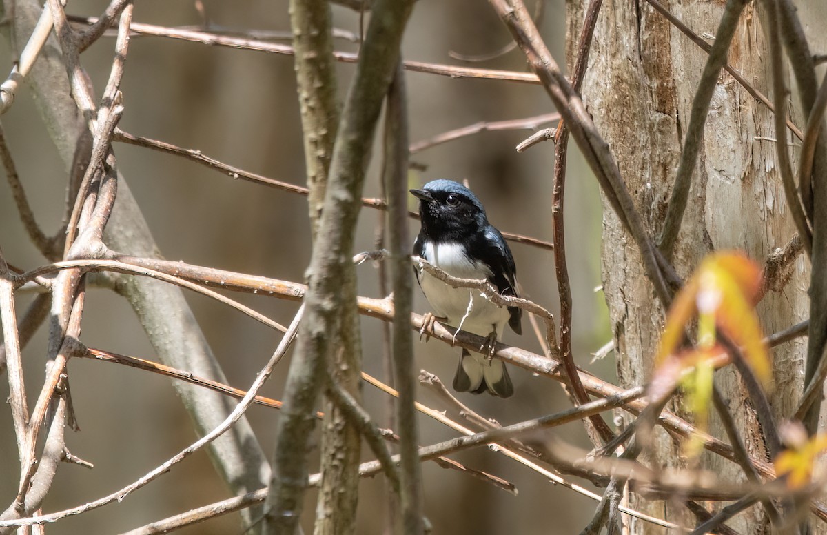 Black-throated Blue Warbler - Kalpesh Krishna