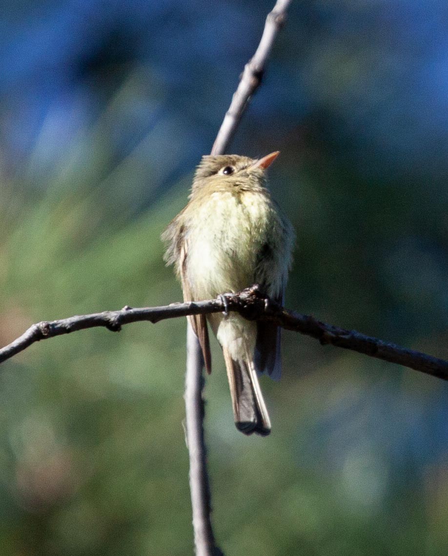 Western Flycatcher (Cordilleran) - ML340848761