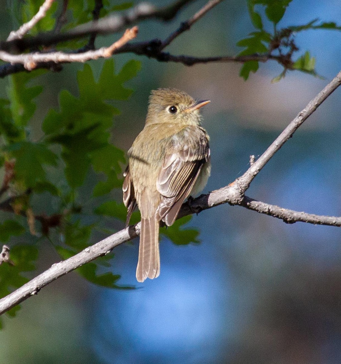 Western Flycatcher (Cordilleran) - ML340848791