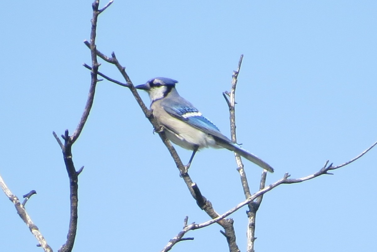 Blue Jay - ML340849251