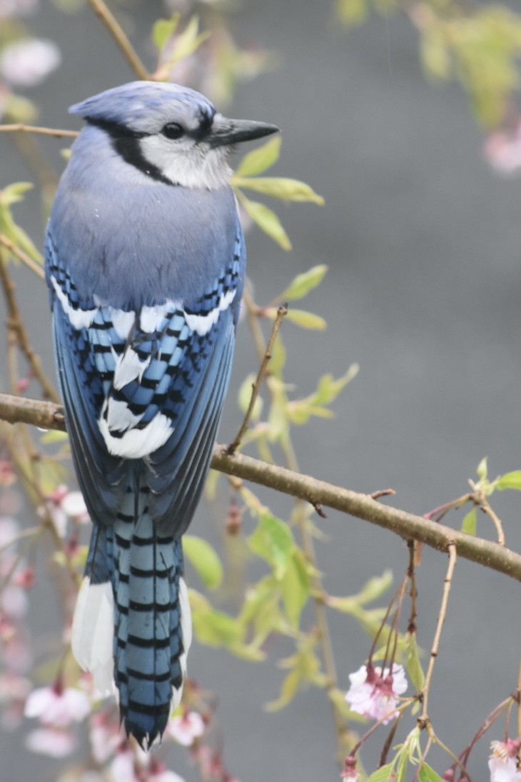 Blue Jay - ML340849371