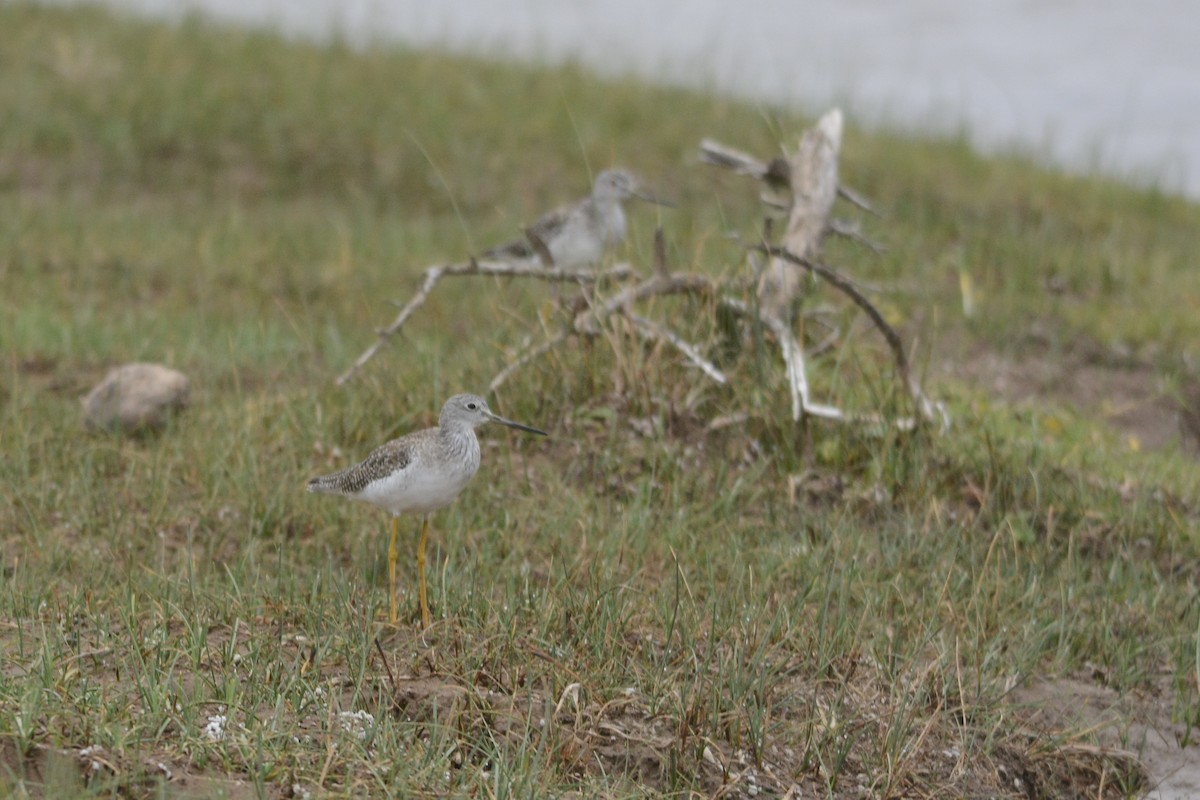 Greater Yellowlegs - ML340850091