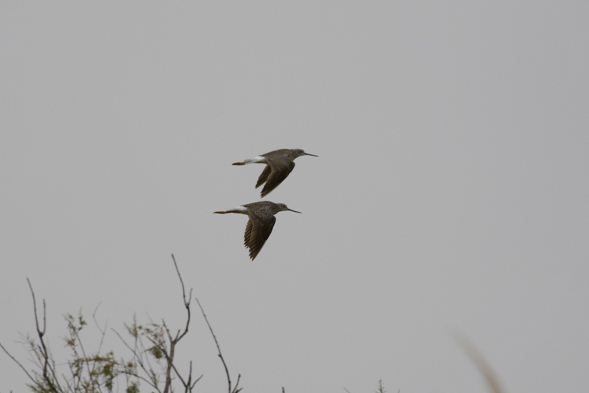 Greater Yellowlegs - Pablo Brandolin