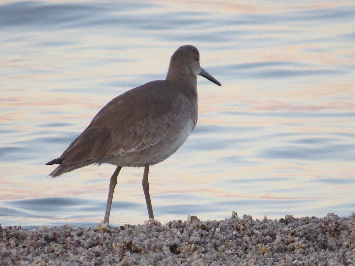 Willet - ML34085081