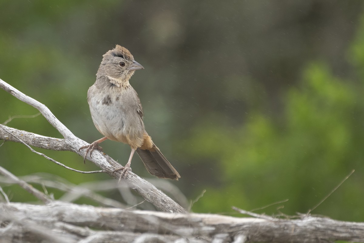 Canyon Towhee - ML340853331