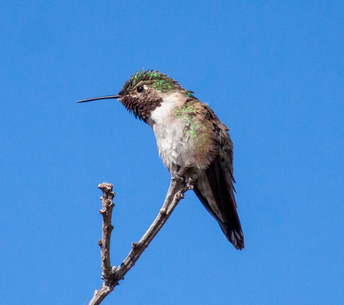 Broad-tailed Hummingbird - Ron Friesz