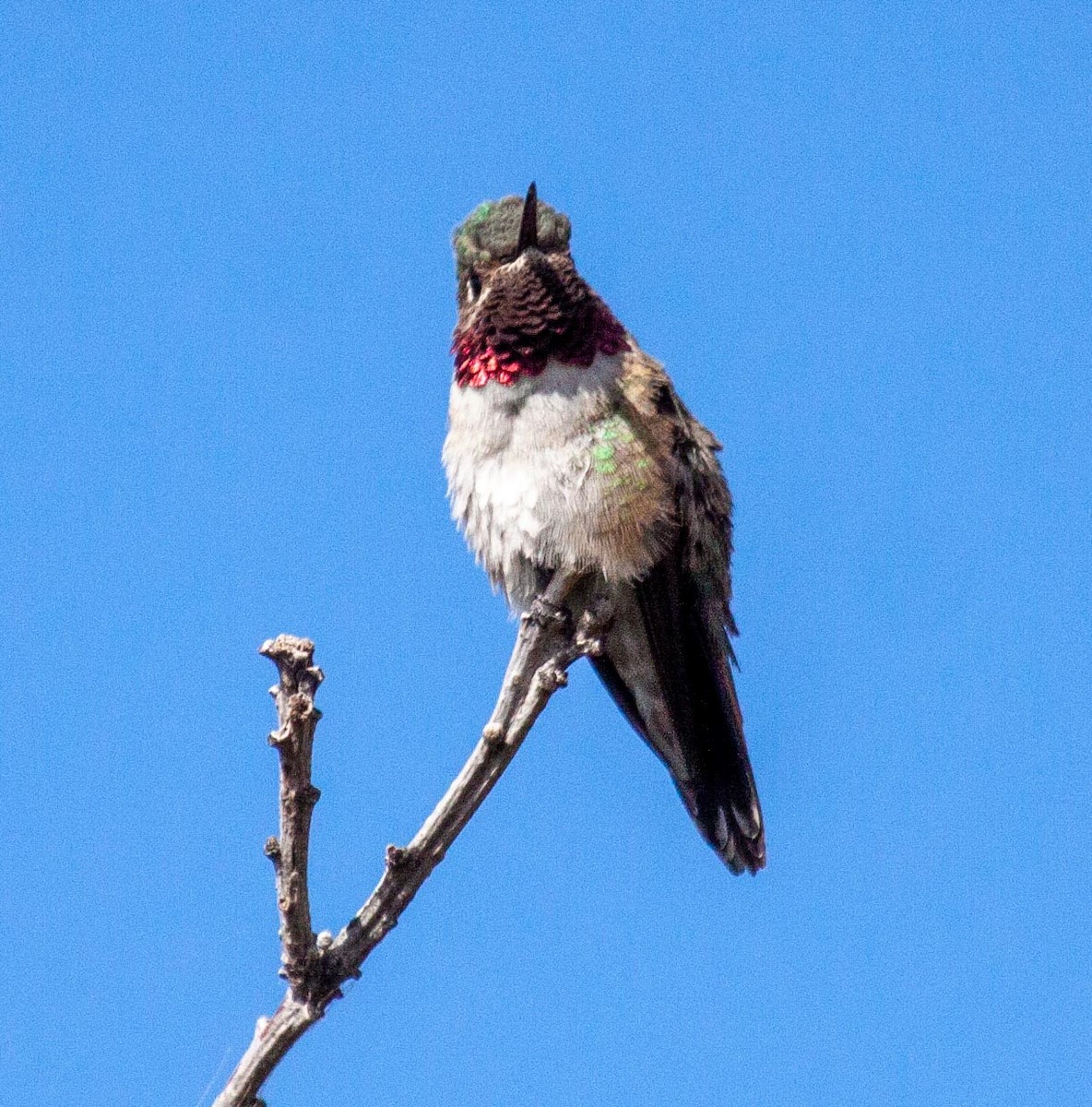 Broad-tailed Hummingbird - Ron Friesz