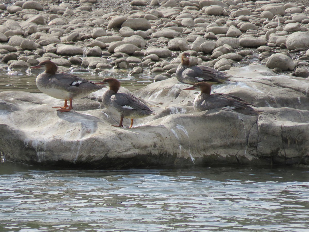 Common Merganser - ML34085401