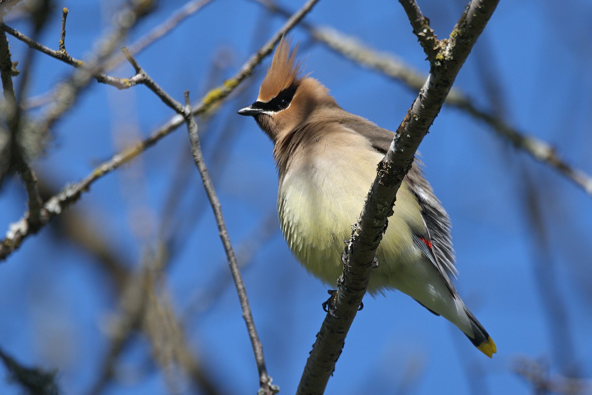 Cedar Waxwing - ML340855191