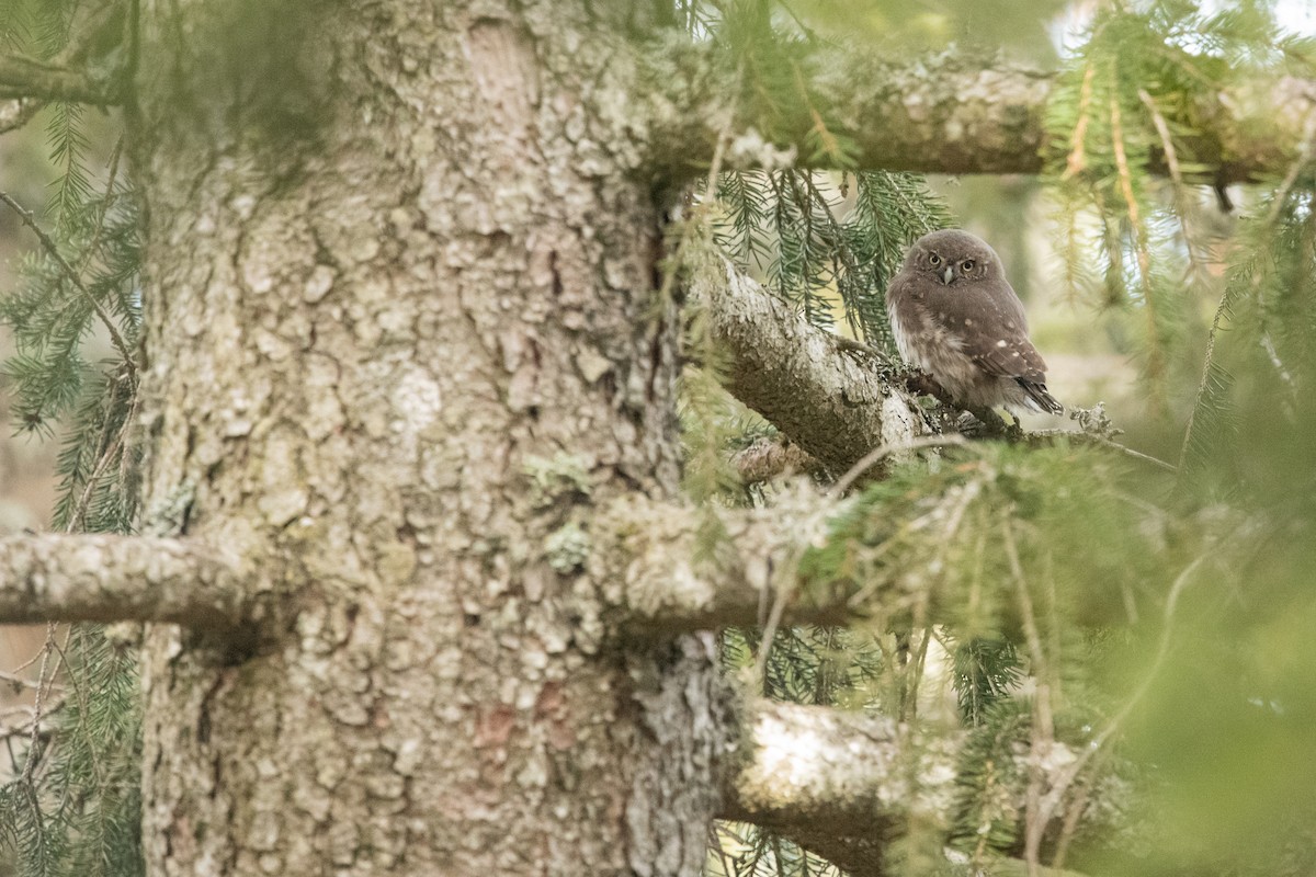 Eurasian Pygmy-Owl - ML340855581