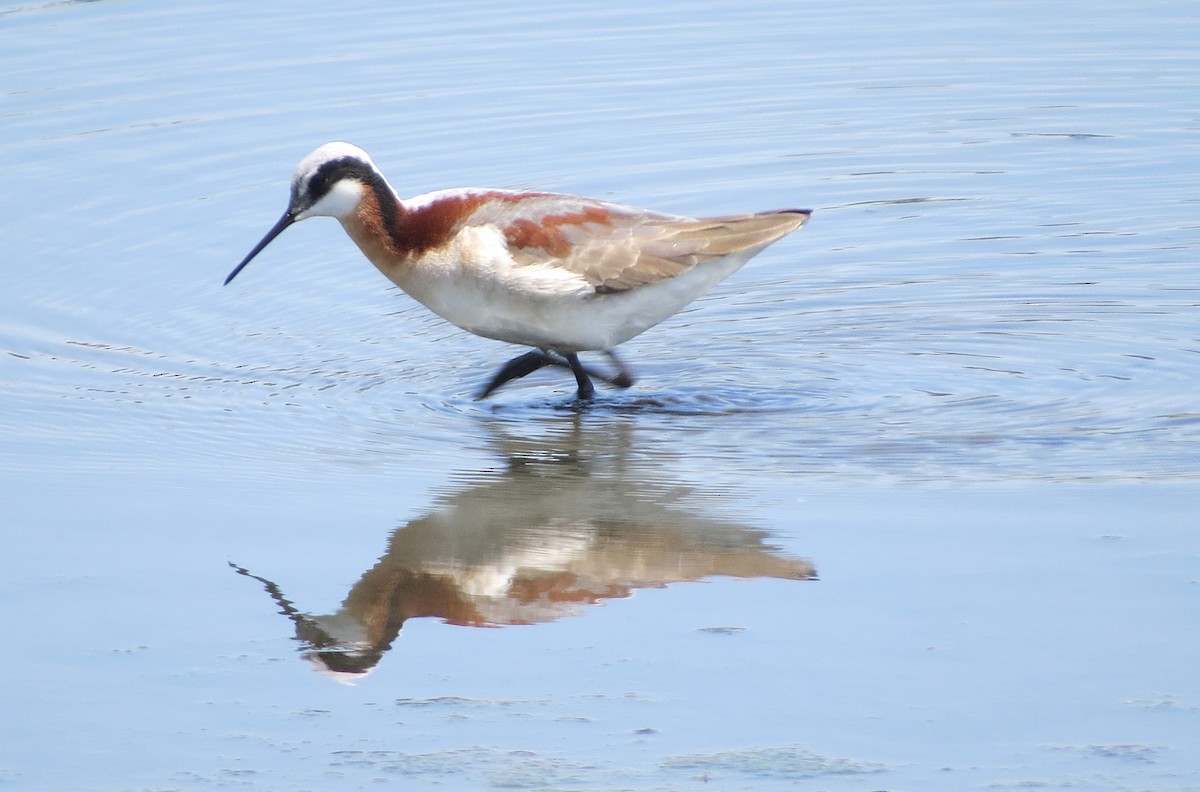 Wilson's Phalarope - shelley seidman