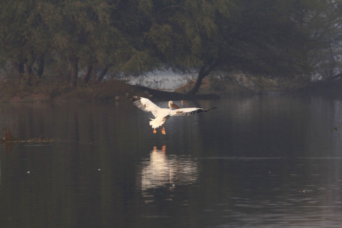 Great White Pelican - Pedro Plans