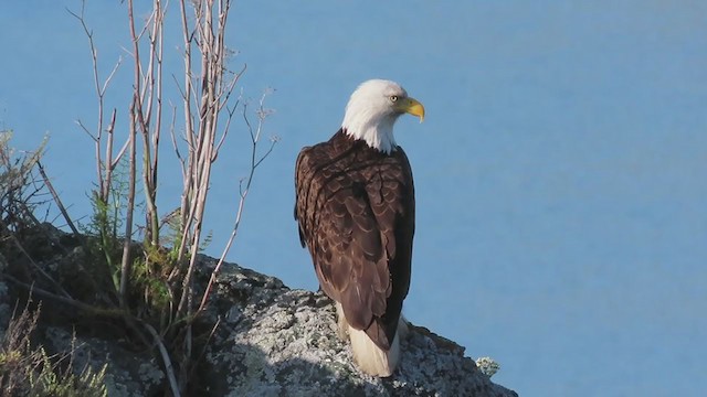 Bald Eagle - ML340861431