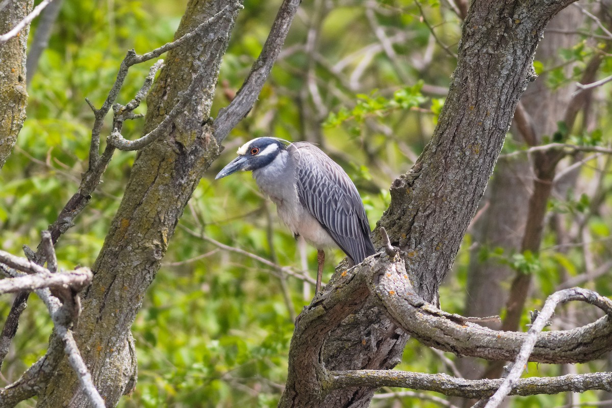 Yellow-crowned Night Heron - ML340862441