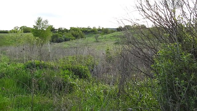 חרגולן נחלים - ML340864361