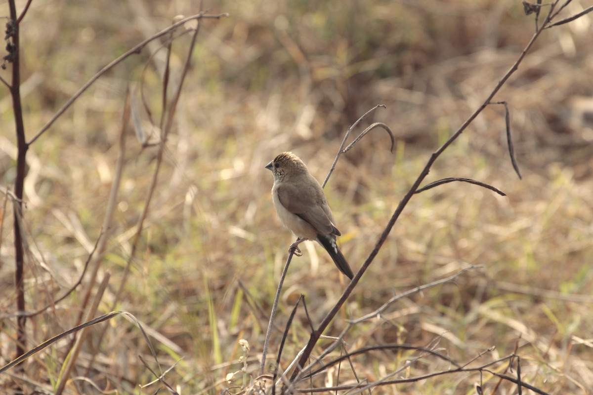 Indian Silverbill - ML340864371