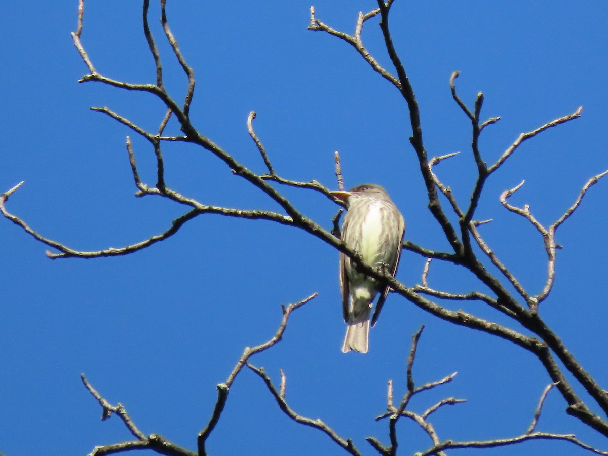 Olive-sided Flycatcher - Alan Boyd